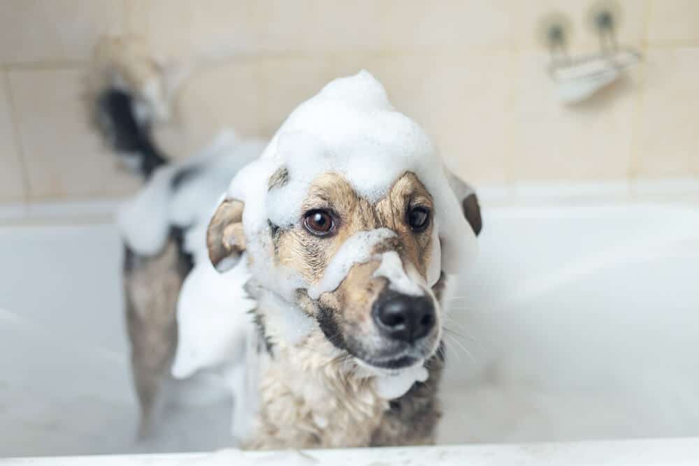 Dog in the tub - Big Easy Bathrooms