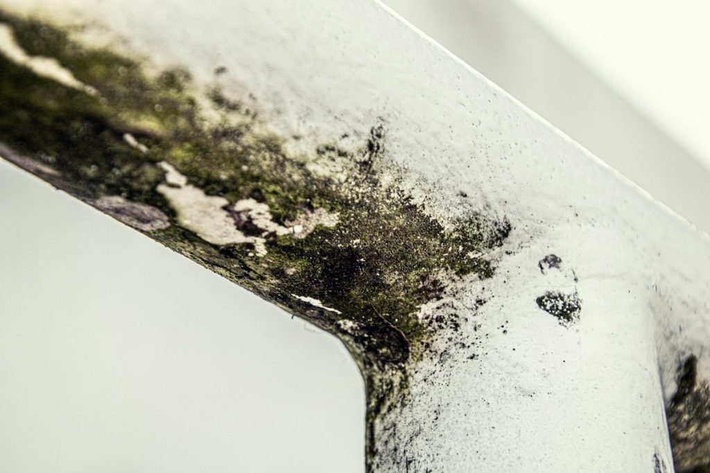 Close-up of black mold growing along a white window frame